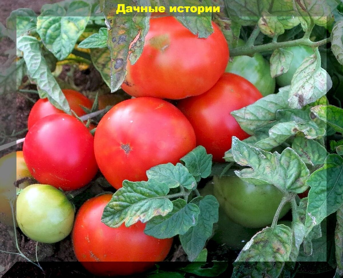 Как сделать так, чтобы томаты были крупными: как выращивать томаты без ошибок и получить много крупных и вкусных плодов томата без трещин
