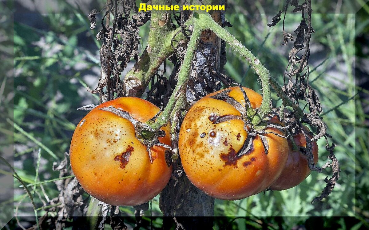 Как не допустить появления фитофторы: что нужно знать о фитофторе, чтобы не потерять урожай томатов