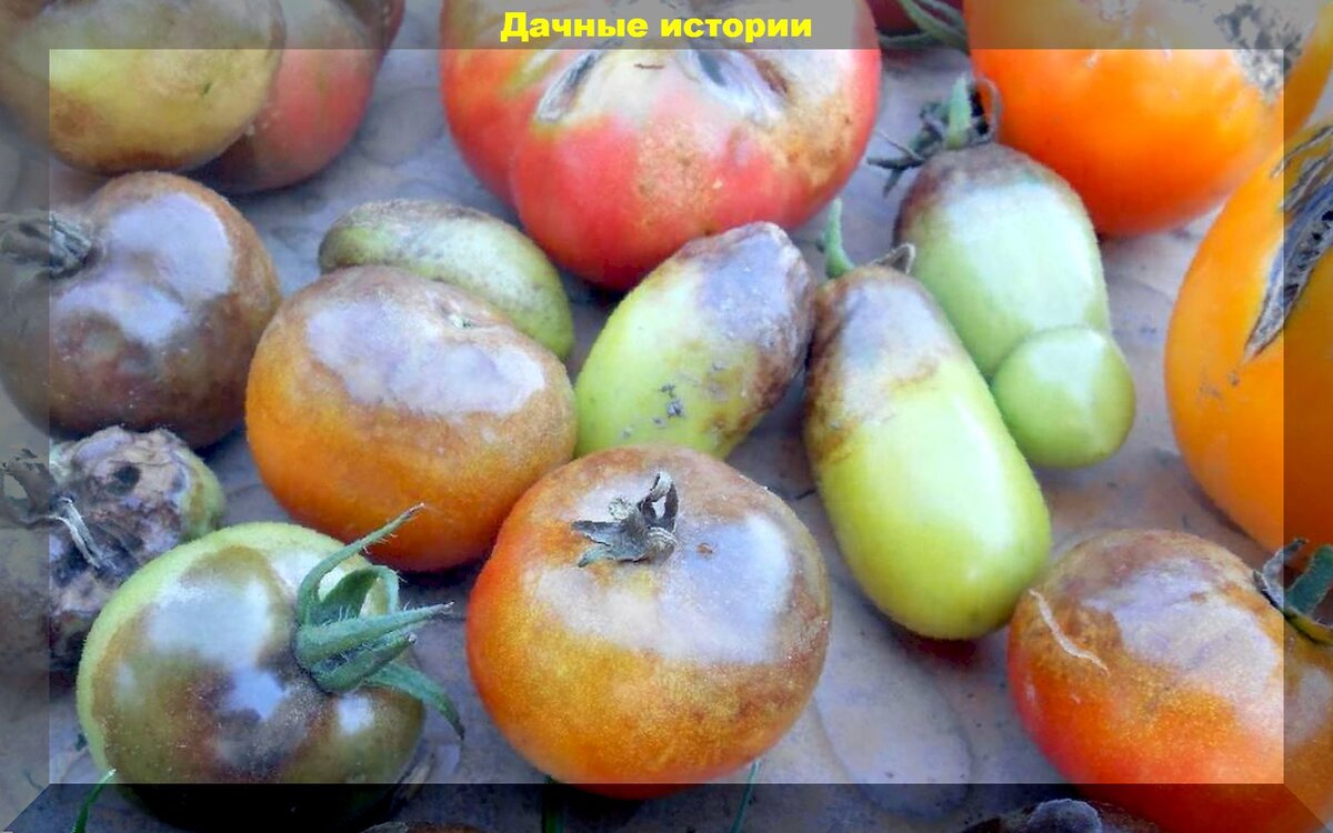 Как не допустить появления фитофторы: что нужно знать о фитофторе, чтобы не потерять урожай томатов