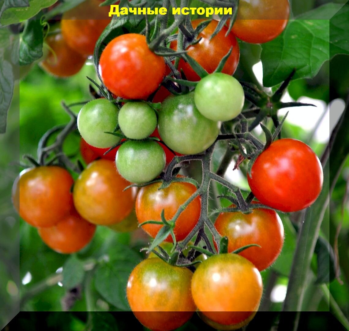 Как спасти урожай томатов: помидоры не потрескаются и будут защищены от фитофторы если уделить им внимание в августе