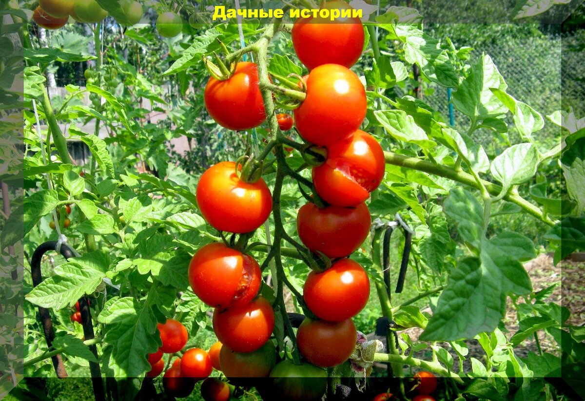 Как спасти урожай томатов: помидоры не потрескаются и будут защищены от фитофторы если уделить им внимание в августе