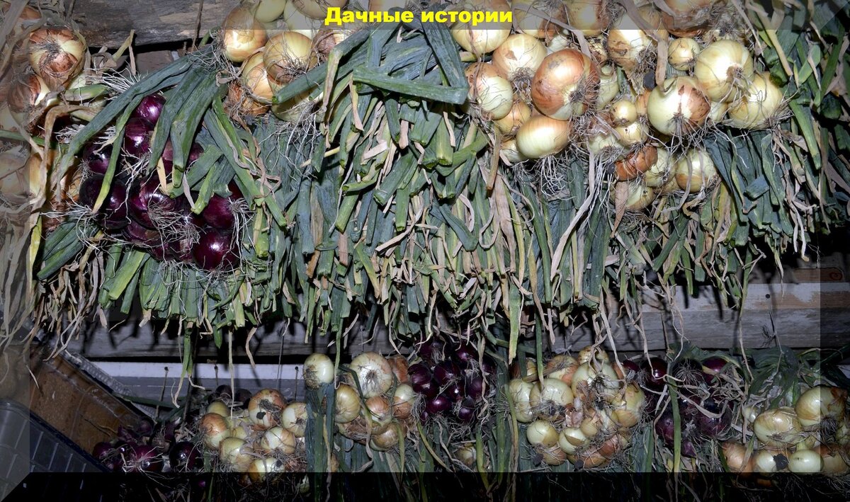 Как сохранить лук и чеснок в домашних условиях: способы хранения урожая урожай чеснока и лука