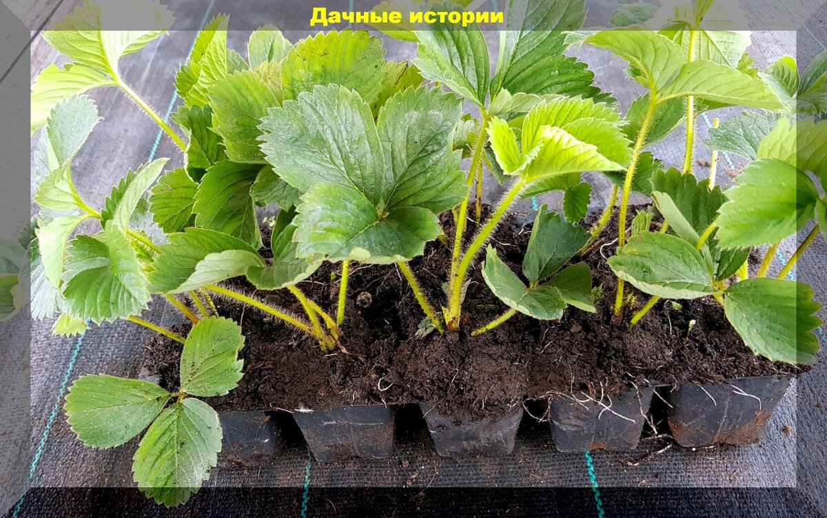 Самые простые способы посадки клубники: сажаем клубнику в августе, чтобы на будущий год получить богатый урожай