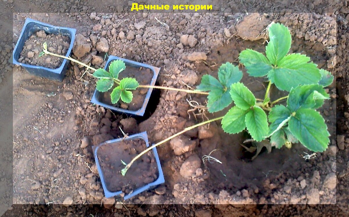 Самые простые способы посадки клубники: сажаем клубнику в августе, чтобы на будущий год получить богатый урожай