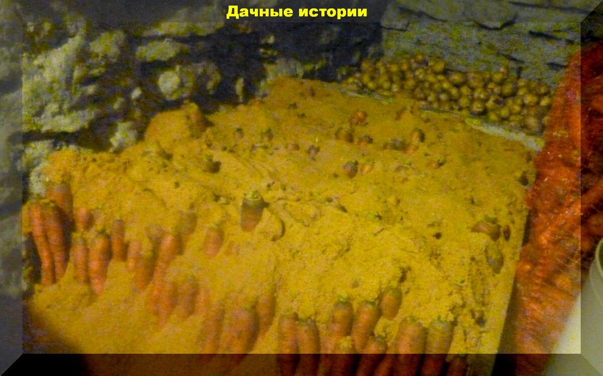 Проверенные годами способы хранения моркови и прочих корнеплодов зимой