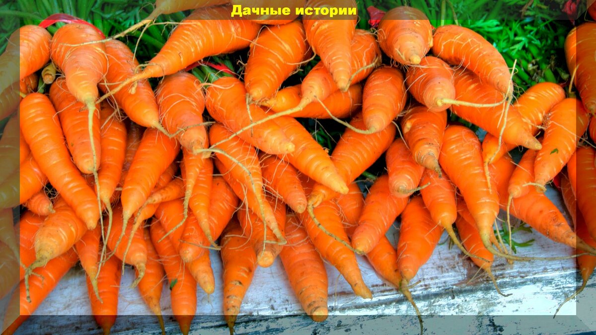 Проверенные годами способы хранения моркови и прочих корнеплодов зимой