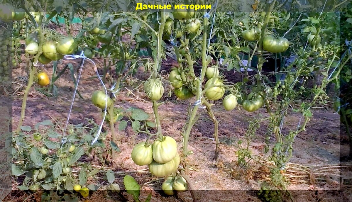 Когда и как нужно обрезать листья у томатов: правила обрезки, которые позволяют получить много вкусных помидор, ускорить созревание и избавить томат от болезней