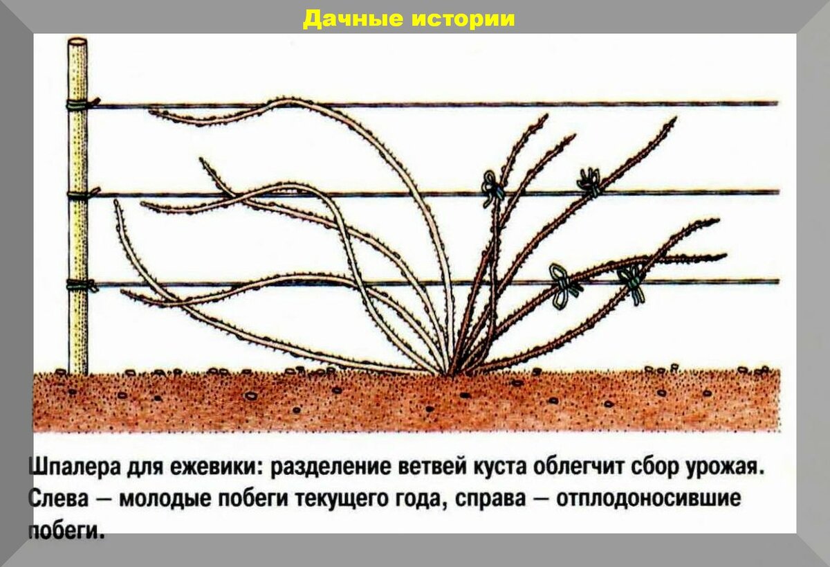 Ежевика обрезка весной для начинающих схема видео