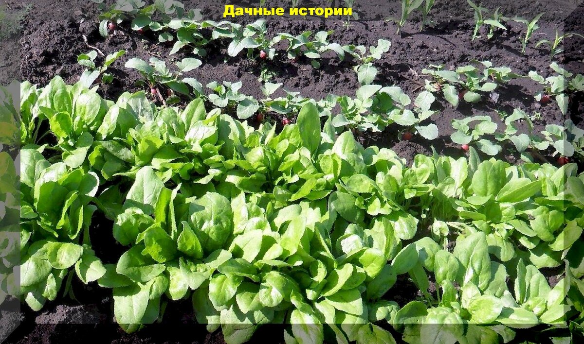 Агротехника выращивания хорошего шпината: важные правила посадки и ухода