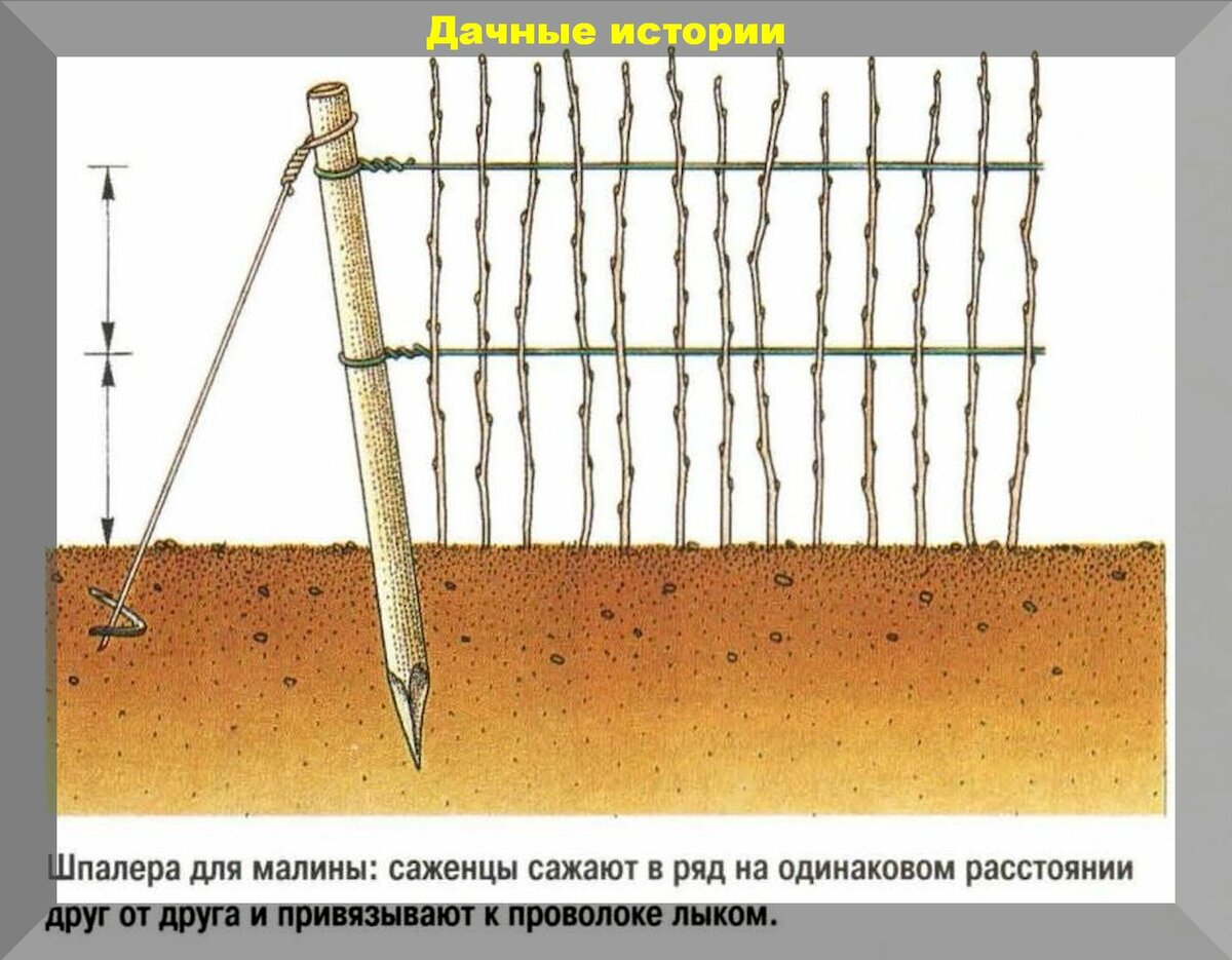 Осенние работы с малиной и ежевикой: подготовка к зиме для начинающих