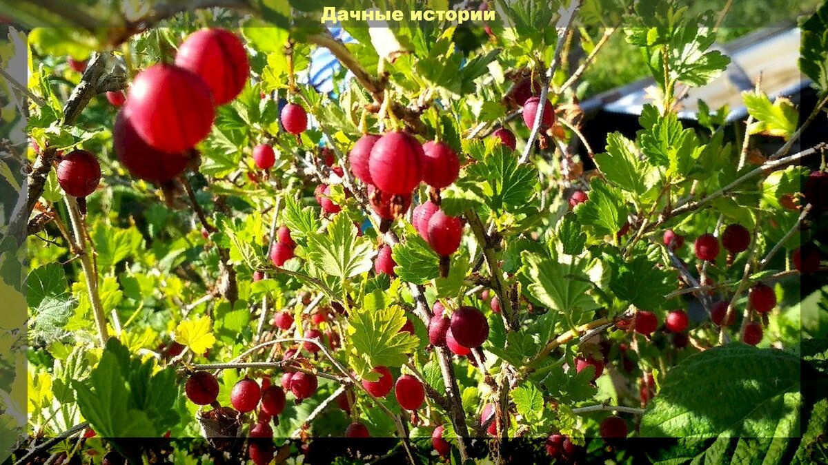 Омолаживание старого крыжовника: омоложение крыжовника пересадкой и обрезкой, ничего сложно, но есть моменты которые нужно знать