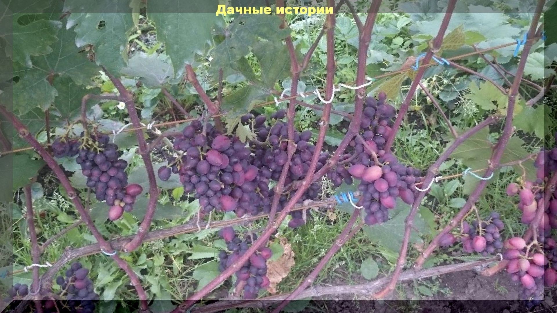 Виноградный урожай и уход за виноградом: подкормки, полив, обрезка