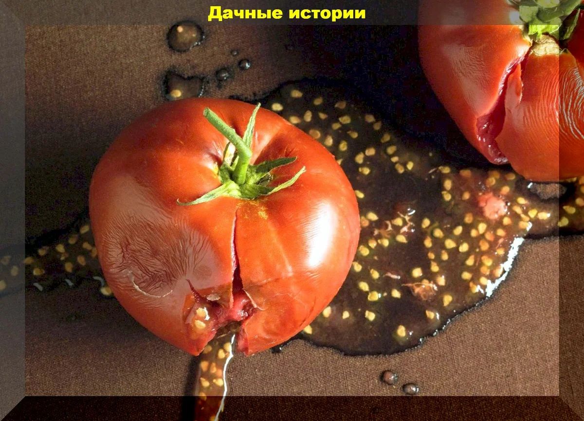 Как правильно собрать семена для будущего посева: правильно собираем семена со своих перцев и томатов