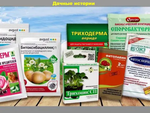 Осенние таблетки для растений. Эффективно защищаем растения от различных хворей