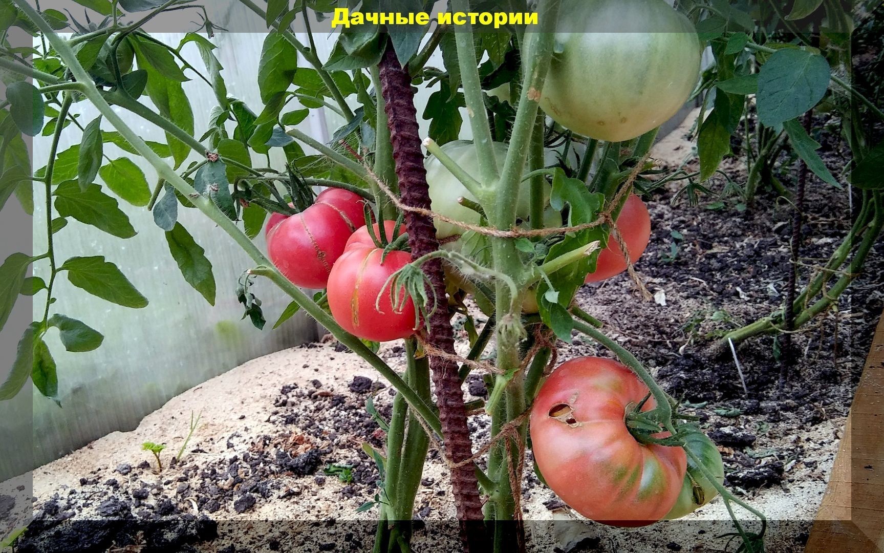 Сами улучшаем вкус любых томатов: как сделать томаты слаще с помощью поливов и подкормок