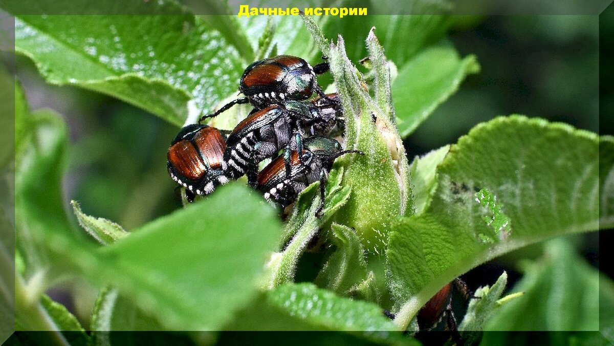 Садовый хрущик - опасный вредитель на участке: этот жук точно хуже колорадского жука и способен уничтожить все в саду и огороде