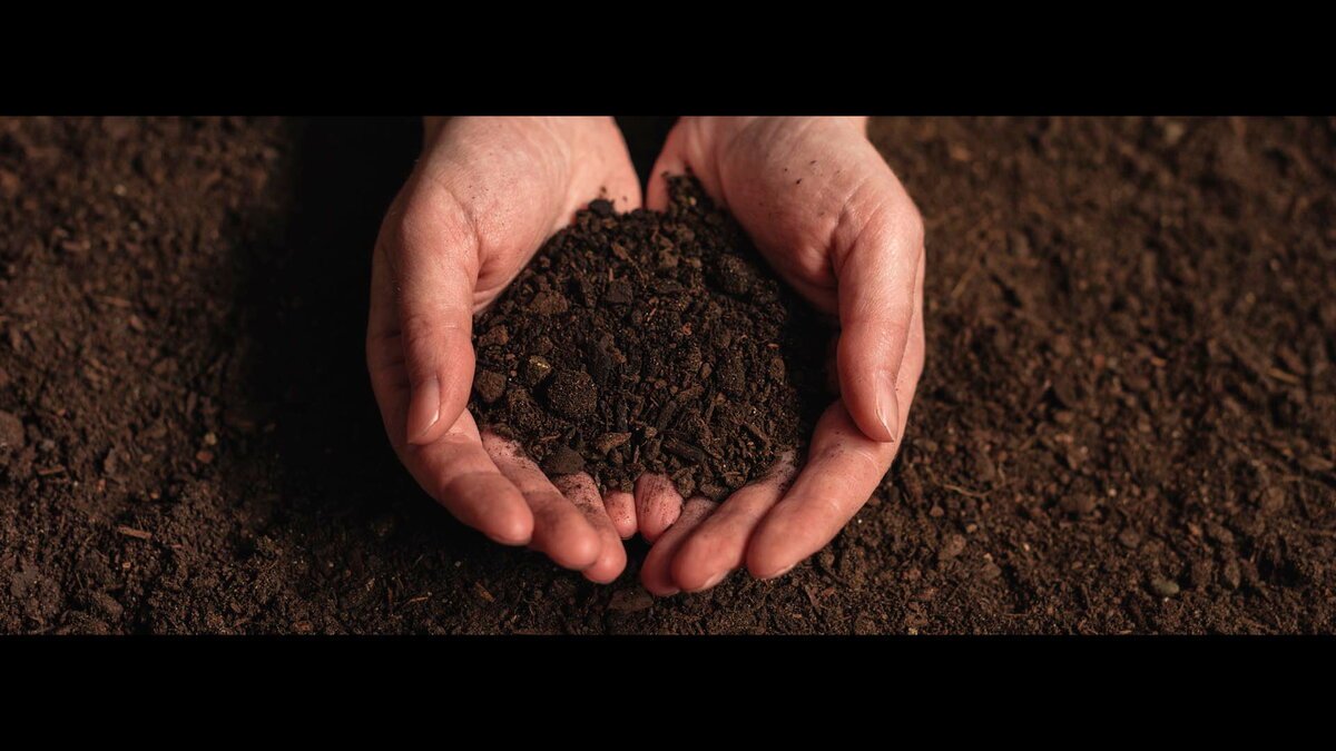 Улучшение почвы на грядках: несколько простых советов как улучшить почву на дачном участке