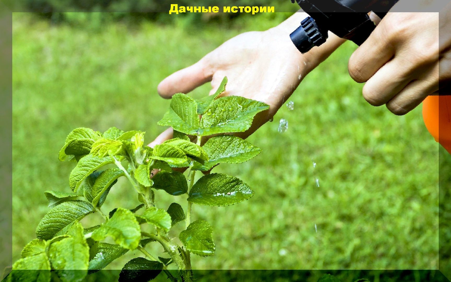 Факторы которые коренным образом влияют на эффективность листовых подкормок