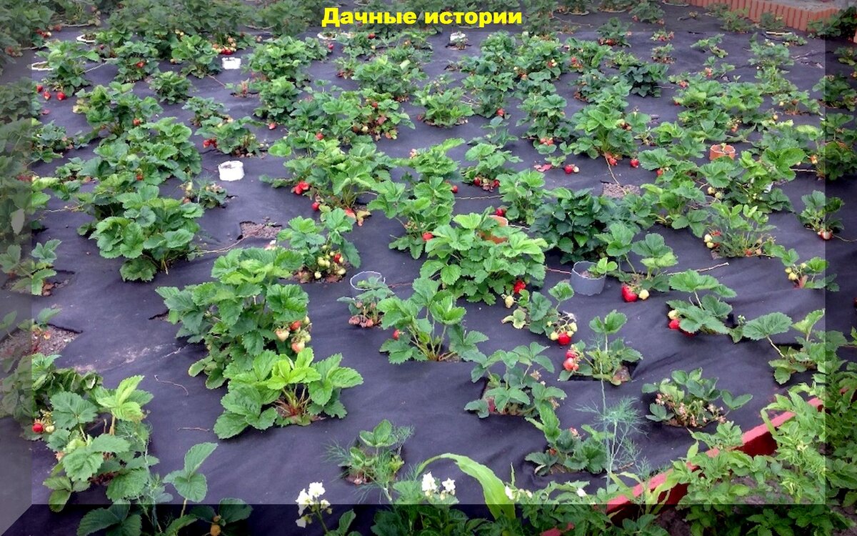 Как сажать клубнику на спанбонд: тонкости посадки клубники осенью на черный укрывной материал