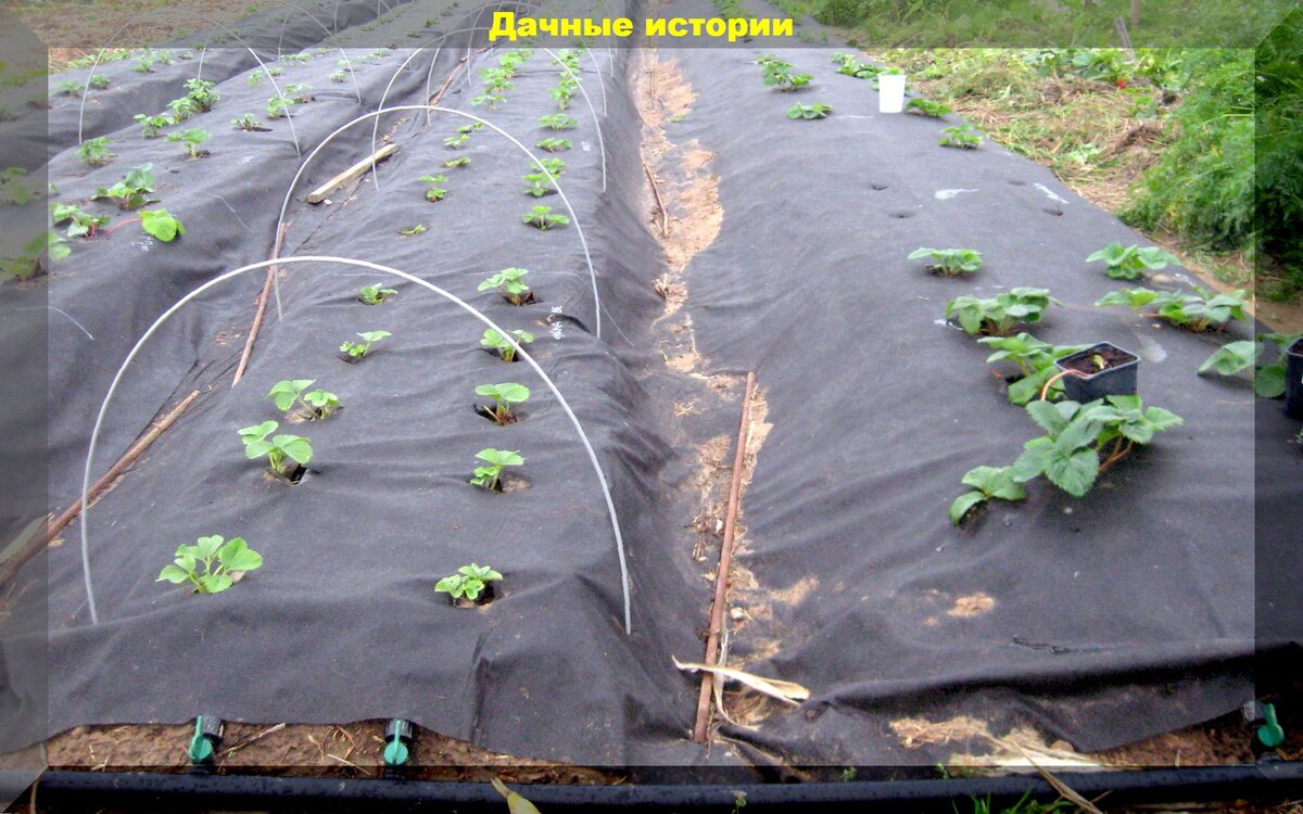 Как сажать клубнику на спанбонд: тонкости посадки клубники осенью на черный укрывной материал