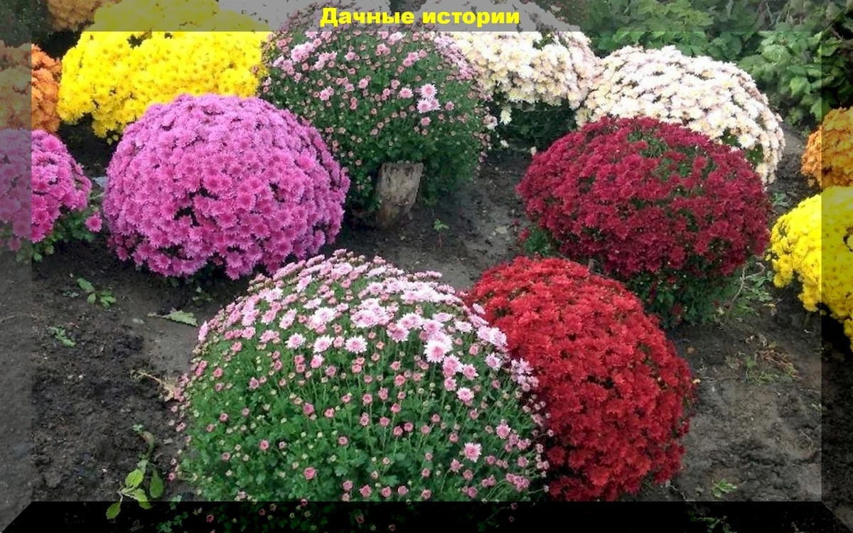 Как добиться пышного цветения хризантемы мультифлора: обязательные перед цветением в августе подкормки шаровидных хризантем
