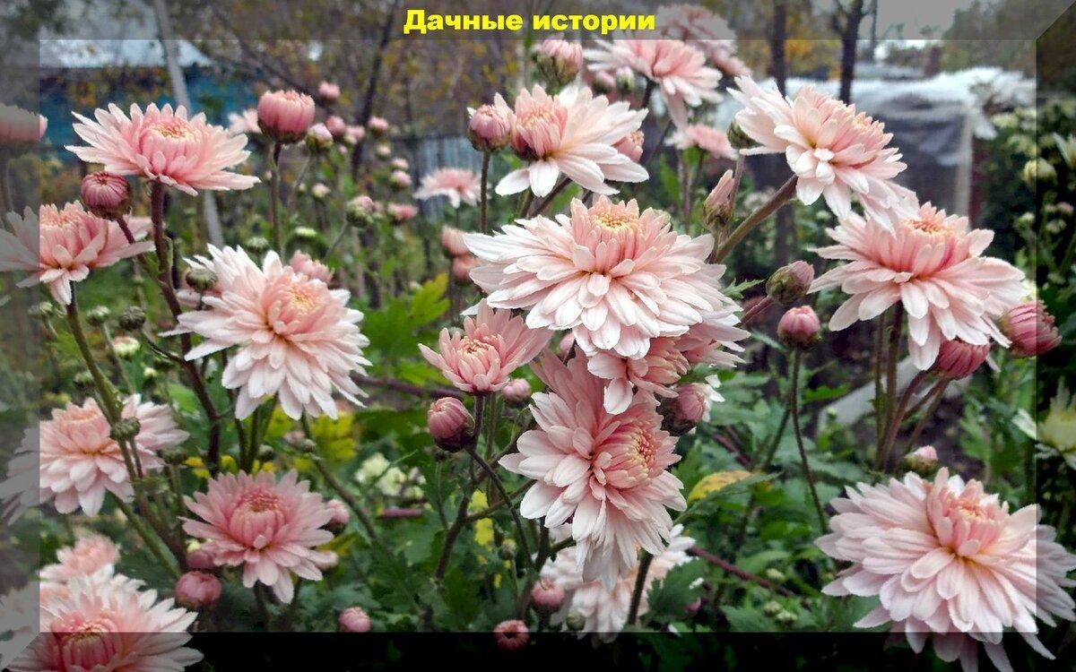 Янтарная кислота - простой способ ускорить цветение хризантемы и других осенних цветов: метод, позволяющий получить более приземистые и пышно цветущие кусты