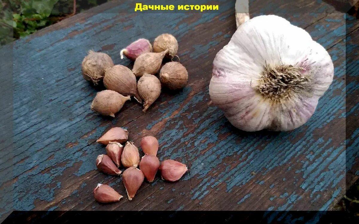 Омоложения чеснока, или как вырастить крупные луковицы из бульбочек без признаков болезней и вредителей