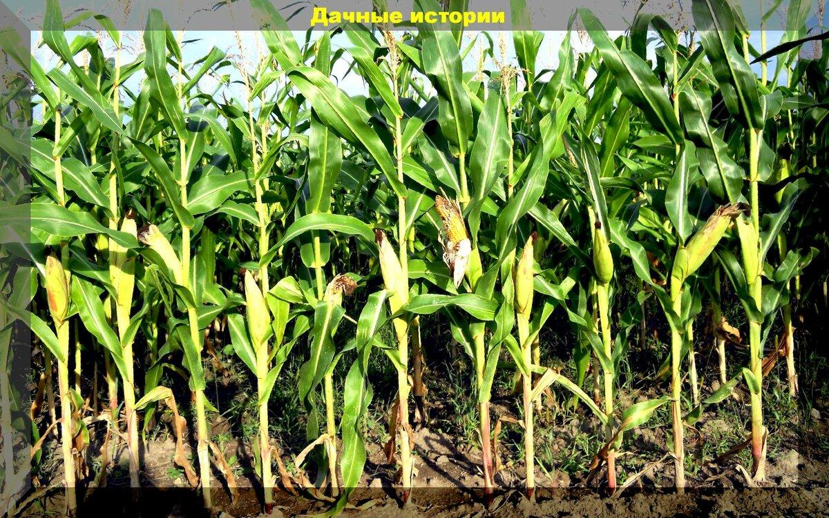 Польза сухих стеблей кукурузы и подсолнечника для огорода зимой