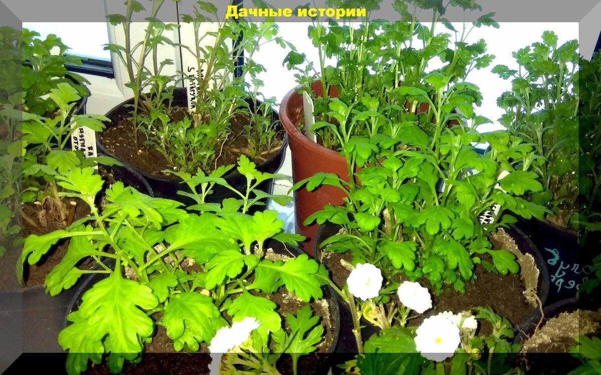 Хризантема мультифлора - как горшечное растение. Как обрезать осенью и сохранить ее зимой