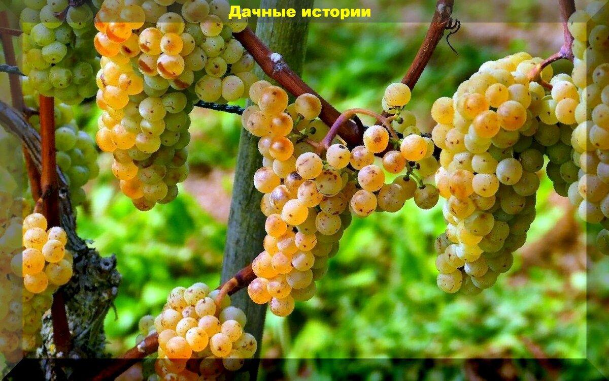 Препараты от болезней и вредителей винограда, которые должны быть у любого виноградаря