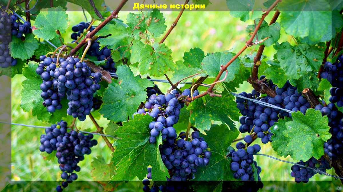 Как выращивать виноград на севере: как ускорить созревание винограда в северных регионах и защитить винограл от болезней