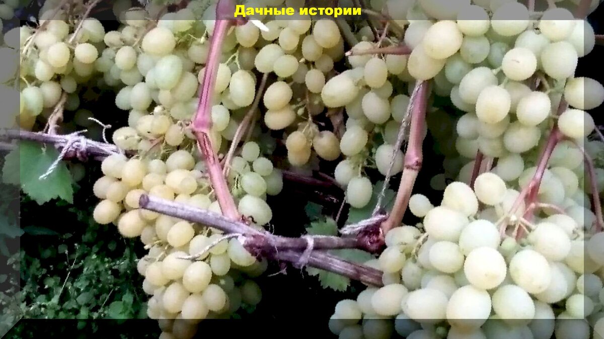 Как выращивать виноград на севере: как ускорить созревание винограда в северных регионах и защитить винограл от болезней