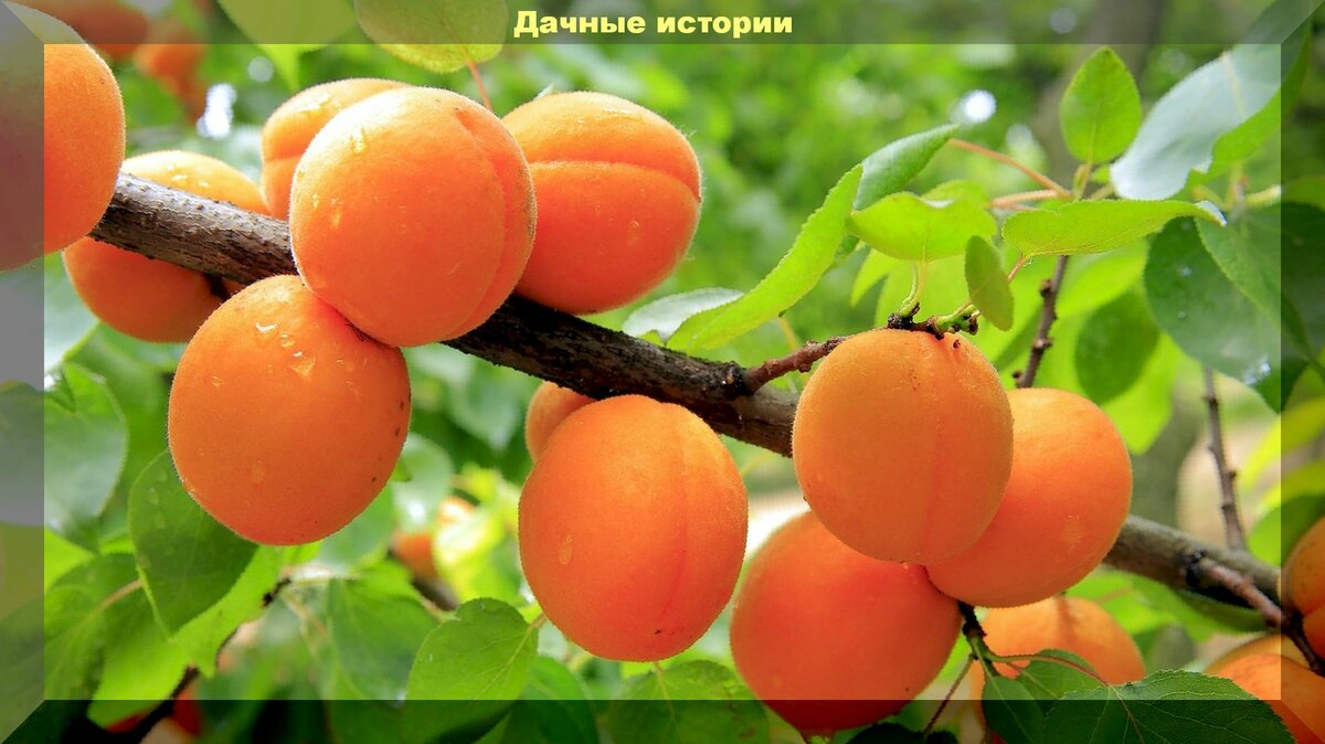 Алыча с геном абрикоса и персика. Гибрид вишни и сливы. Правда или миф?