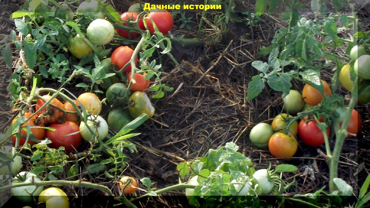Основные моменты выращивания томатов: памятка начинающими по уходу за томатами в открытом грунте