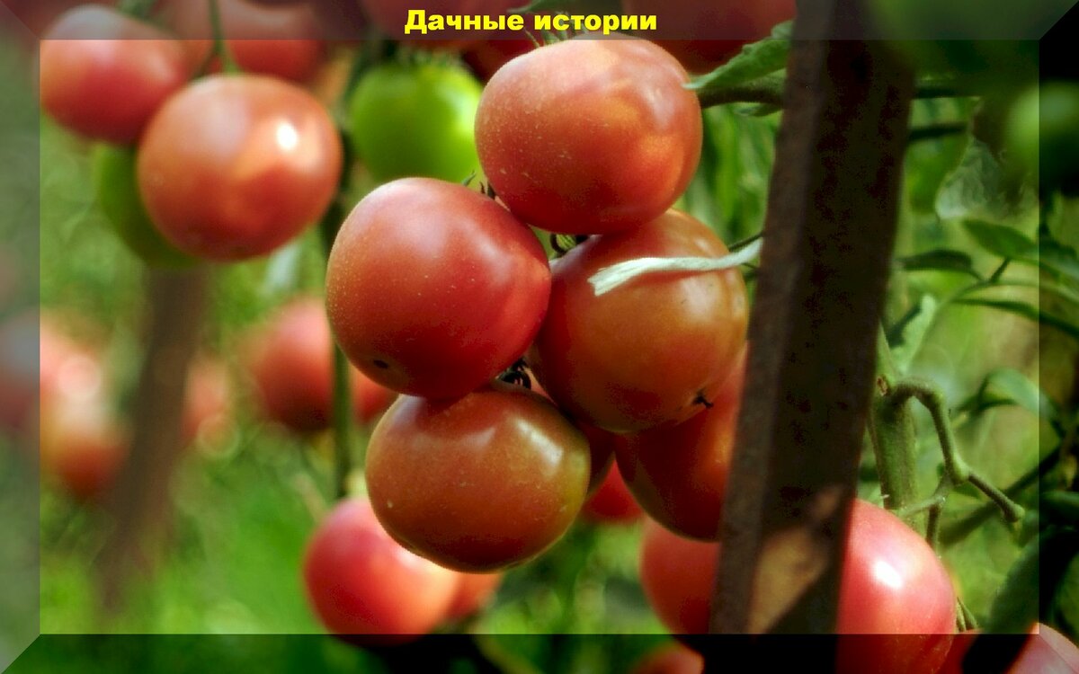 Основные моменты выращивания томатов: памятка начинающими по уходу за томатами в открытом грунте