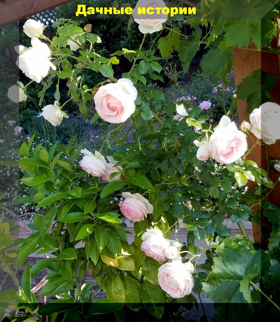 Готовим розы к зиме: чем подкормить розы в августе-сентябре и как правильно подготовить их к зимовке