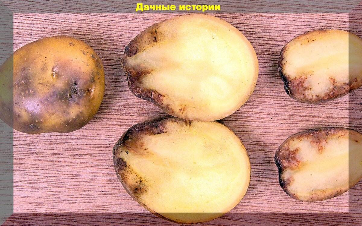 Какую картошку отобрать на семена: с каких кустов картофеля нельзя брать семена на следующий год, и почему