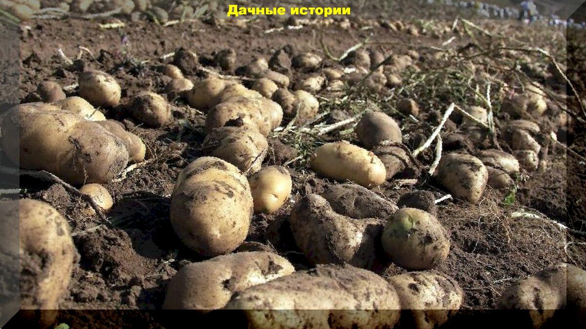 Самые лучшие сидераты для участка где рос картофель: какие посадить на это место выкопанной картошки сидераты для оздорвления почвы