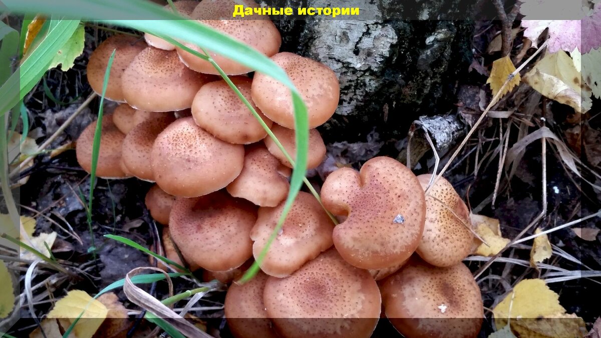 Срезать или выкручивать: как правильно собирать грибы без вреда для грибницы