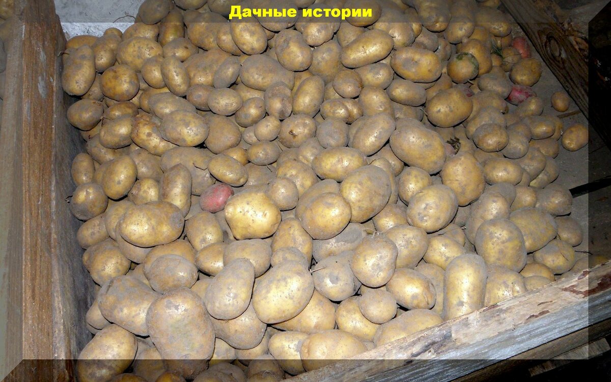 Как хранить картошку: главные правила уборки и хранения картофеля, без их соблюдения, урожай не сохранить