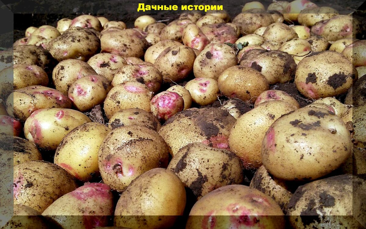 Как хранить картошку: главные правила уборки и хранения картофеля, без их соблюдения, урожай не сохранить