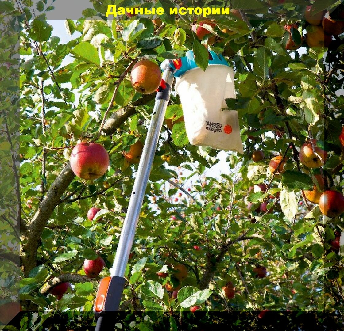 Как сохранить яблоки и груши как можно дольше: важные правила снятия яблок и груш, которые позволят максимально долго сохранить урожай