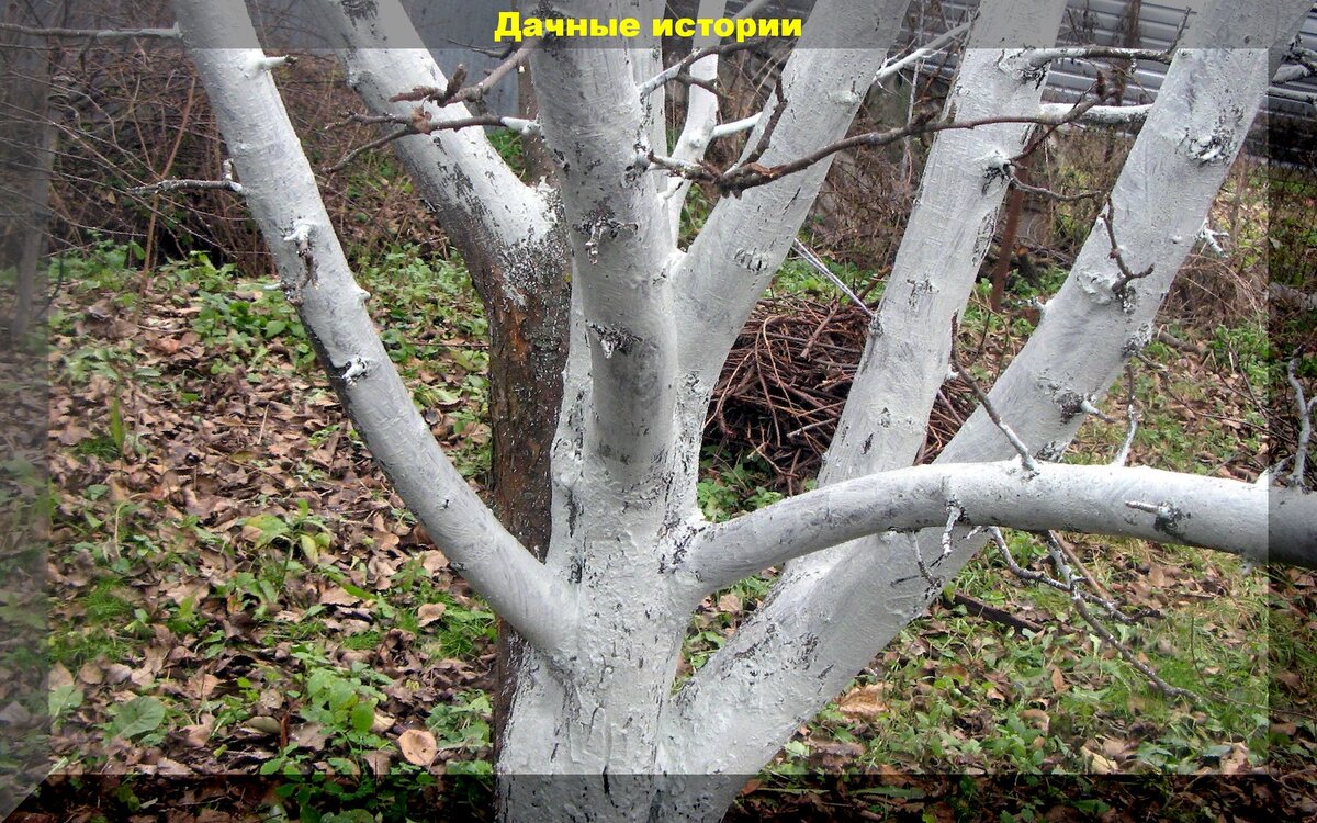 Раствор для побелки деревьев: очень эффективный состав для побелки деревьев, подходящий и для весенней и осенний защиты деревьев