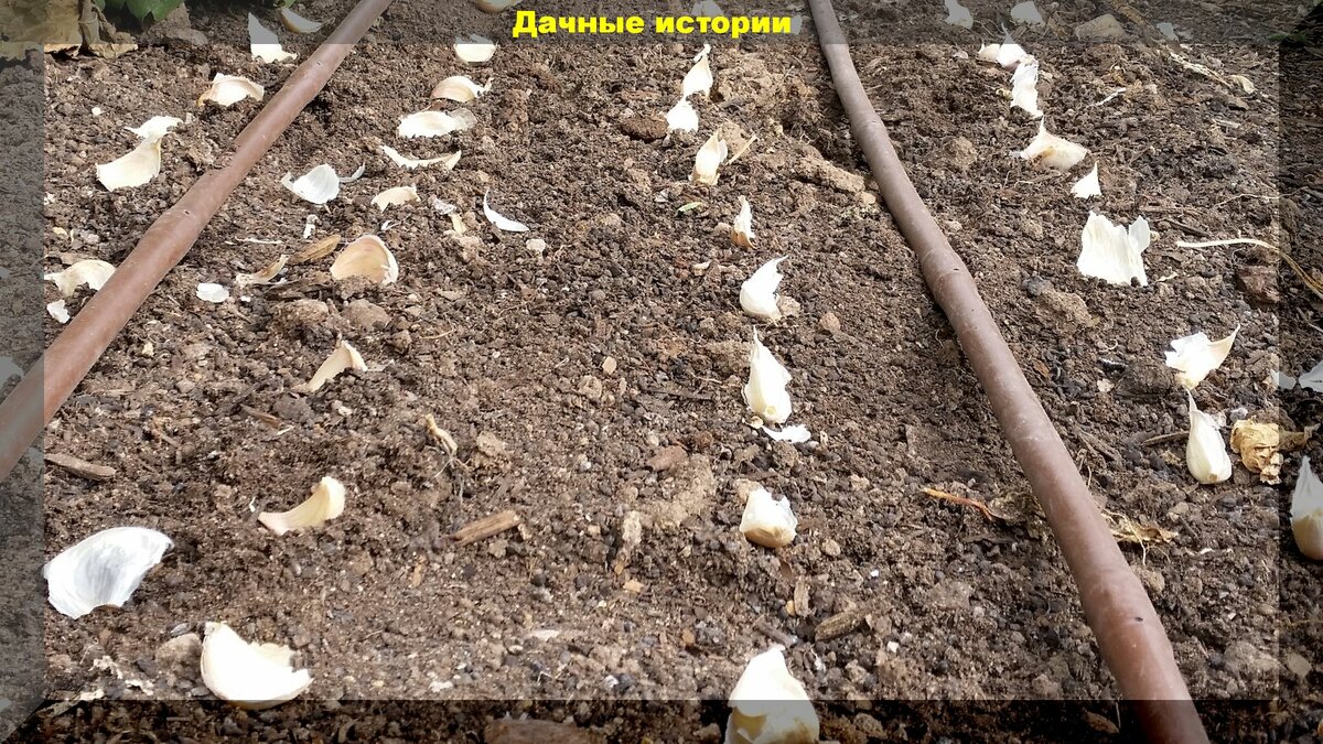 Выращиваем богатый урожай луковых культур: секреты посадки чеснока и лука под зиму