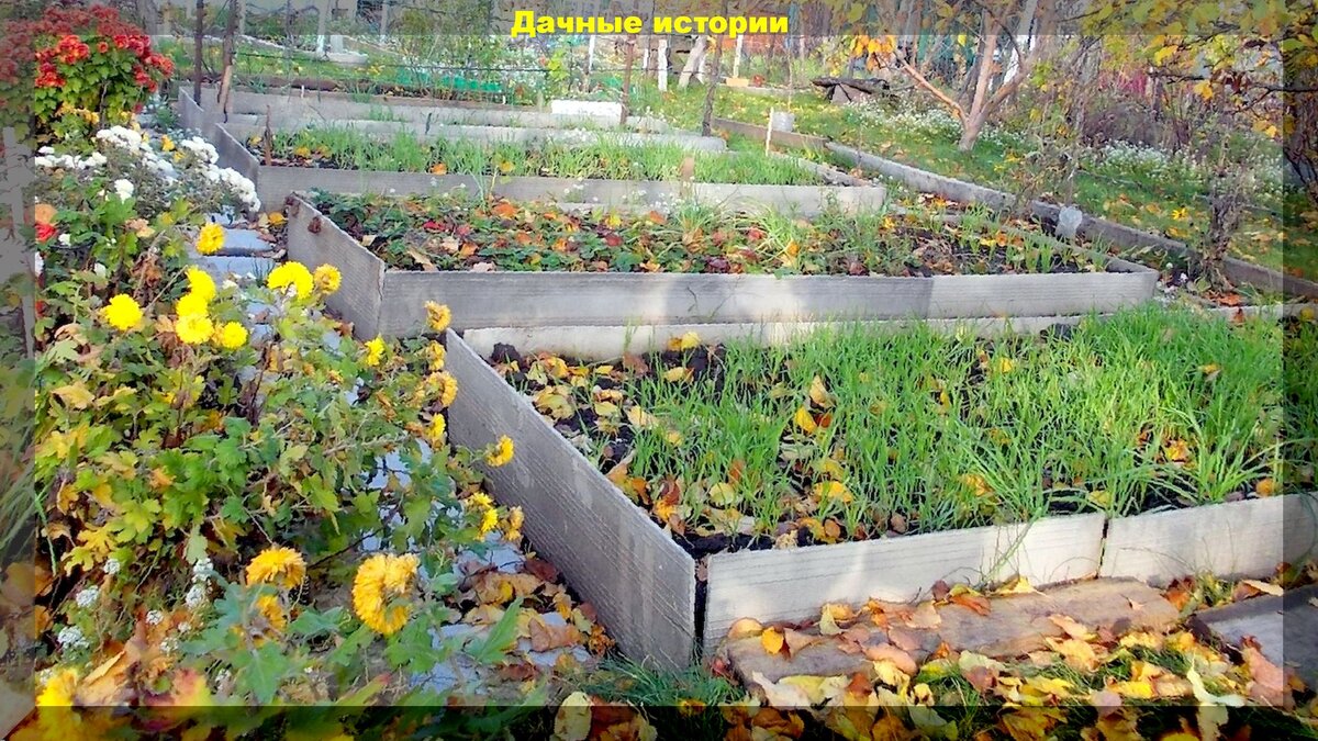 Что сделать поздней осенью на даче: памятка дачникам, о пяти самых важных делах в саду