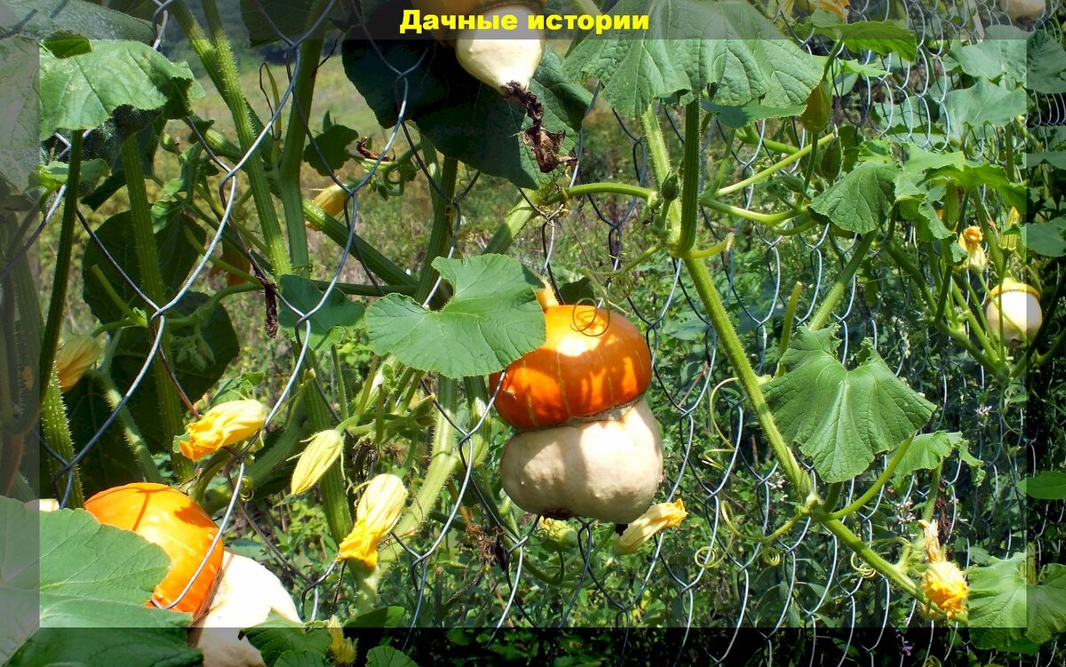 Осенний урожай тыквы: когда собирать тыквы, как продезинфицировать их перед хранением, как правильно их хранить