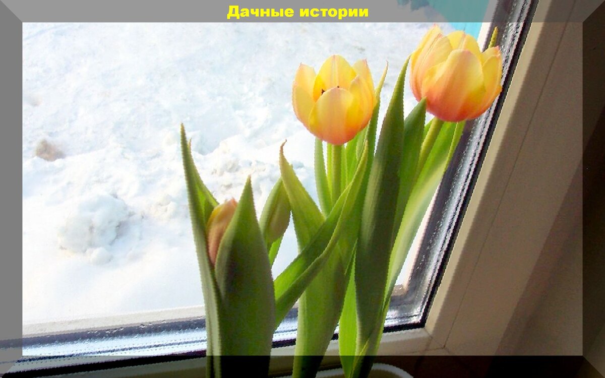 Выгонка тюльпанов в домашних условиях: как вырастить тюльпаны к Новому Году, Дню влюбленных, или к 8 Марта