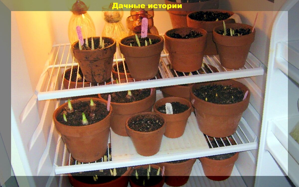 Выгонка тюльпанов в домашних условиях: как вырастить тюльпаны к Новому Году, Дню влюбленных, или к 8 Марта
