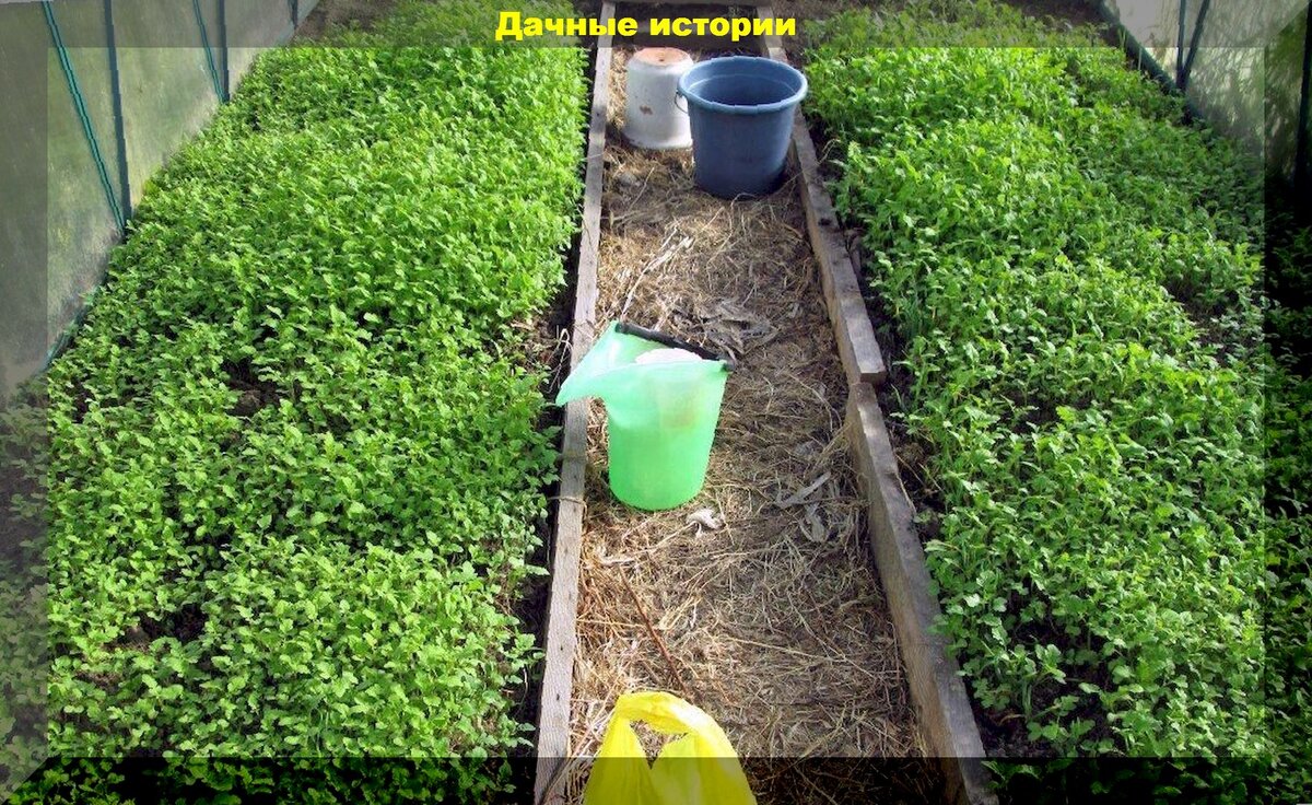 Какие сидераты сеять после уборки урожая: почему нужно сажать сидераты и как это делать правильно
