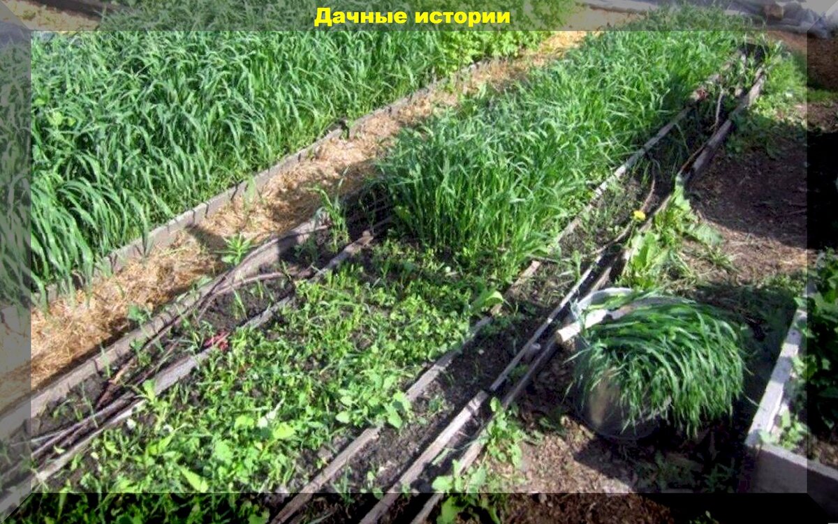 Какие сидераты сеять после уборки урожая: почему нужно сажать сидераты и как это делать правильно
